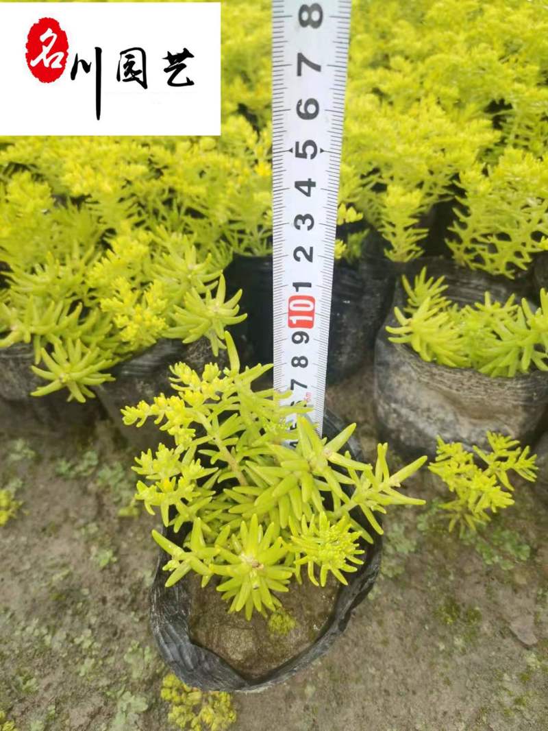 佛甲草杯苗大量批发成都佛甲草基地直供佛甲草工程苗