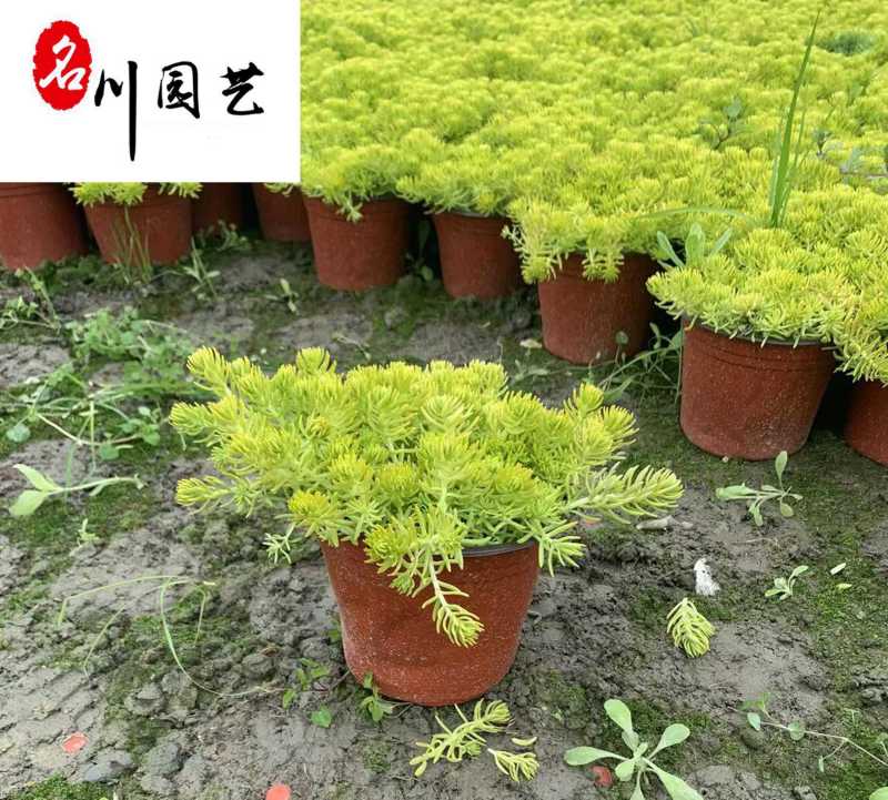 佛甲草杯苗大量批发成都佛甲草基地直供佛甲草工程苗