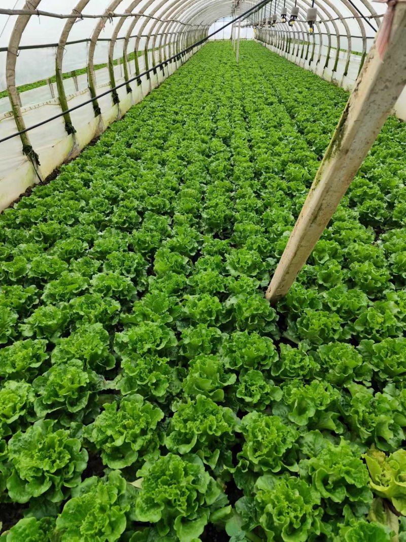 云南昆明意大利生菜产地发货一手货源批发品质保证价格美丽