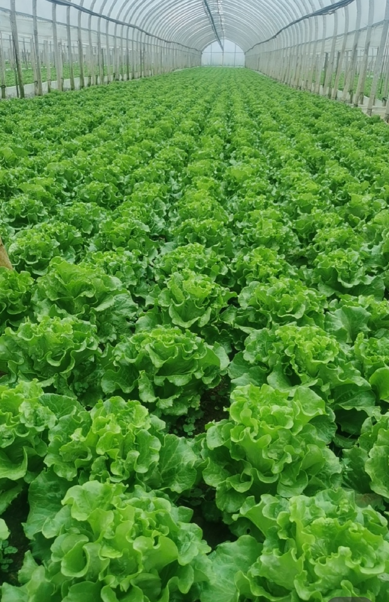 云南昆明意大利生菜产地发货一手货源批发品质保证价格美丽