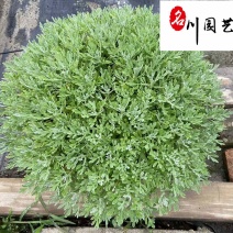 苗圃供应芙蓉菊杯苗成都花卉苗木批发观花观叶量大价优