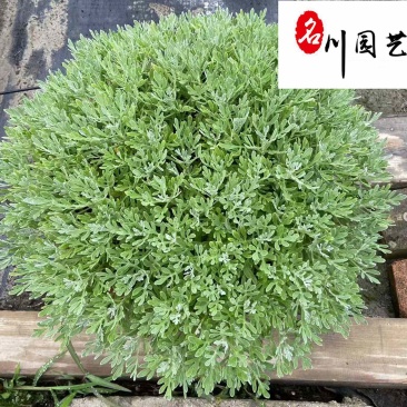苗圃供应芙蓉菊杯苗成都花卉苗木批发观花观叶量大价优