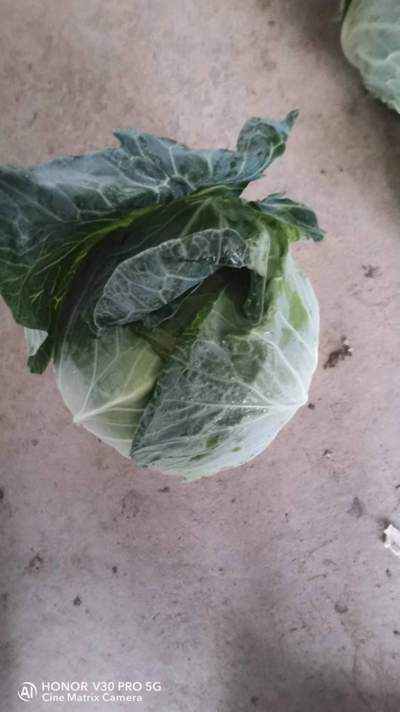【扁包菜】湖北天门基地直供质量保证一手货源全国发货