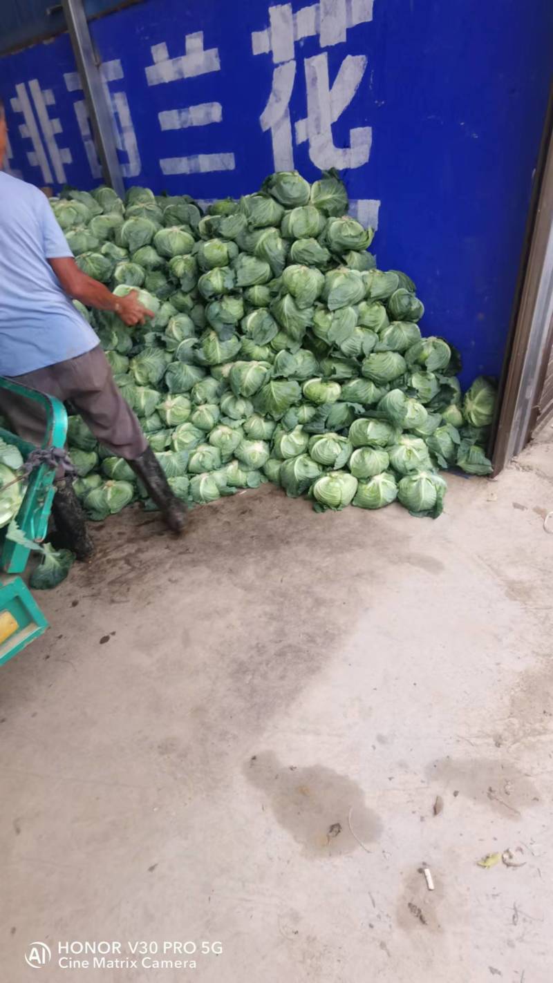 【扁包菜】湖北天门基地直供质量保证一手货源全国发货