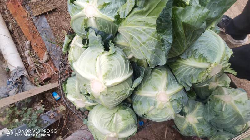 【扁包菜】湖北天门基地直供质量保证一手货源全国发货