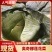 【甘蓝】甘肃奥奇娜甘蓝大量供应对接全国市场电商