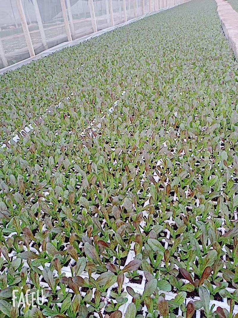 莴笋苗紫莴笋苗基地直发基地直发