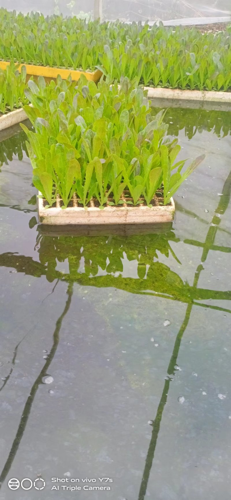 莴笋苗紫莴笋苗基地直发基地直发