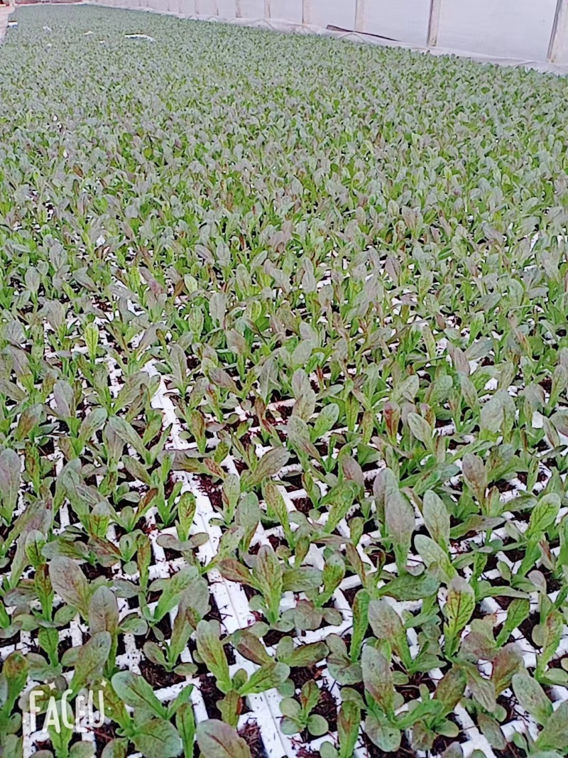 莴笋苗紫莴笋苗基地直发基地直发