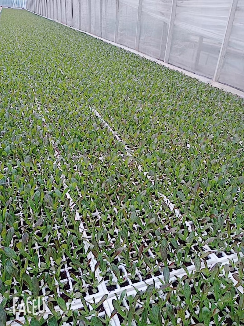 莴笋苗紫莴笋苗基地直发基地直发