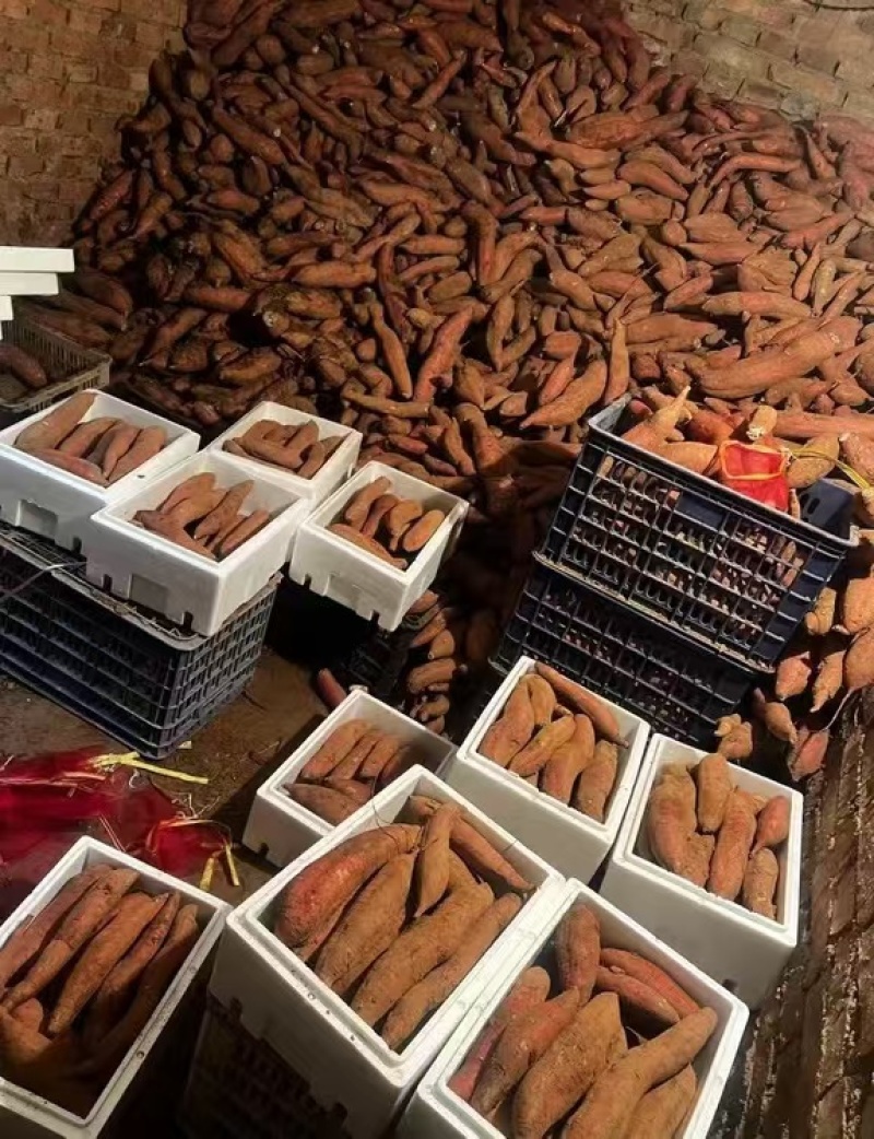 烟薯25红薯长条型红薯板栗薯产地直发欢迎实地考察量大从优