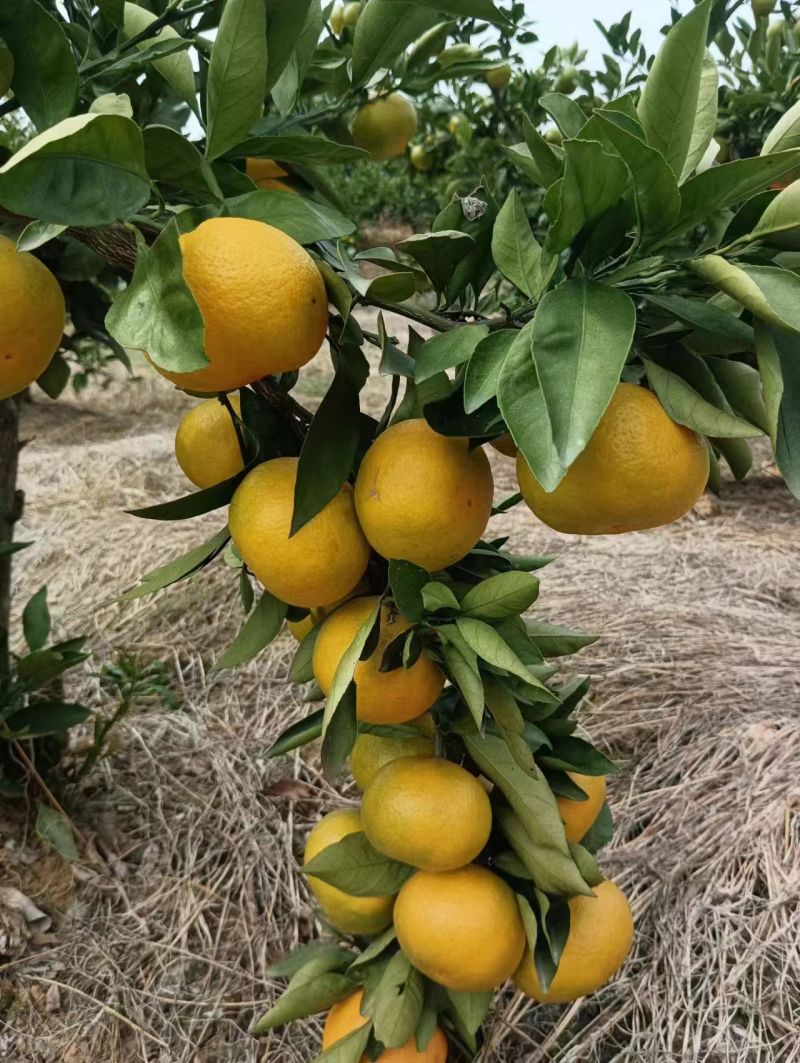 【优选商家】蜜桔产地直发皮薄汁甜量大从优欢迎致电咨询