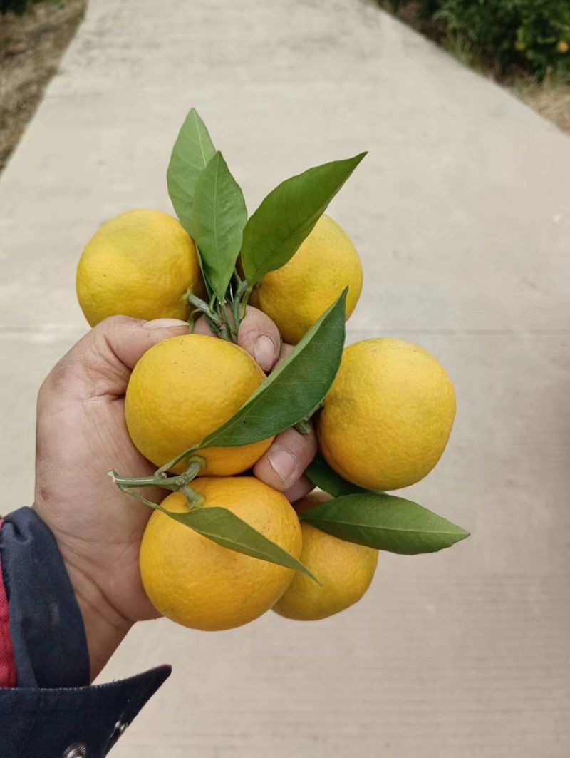 【优选商家】蜜桔产地直发皮薄汁甜量大从优欢迎致电咨询