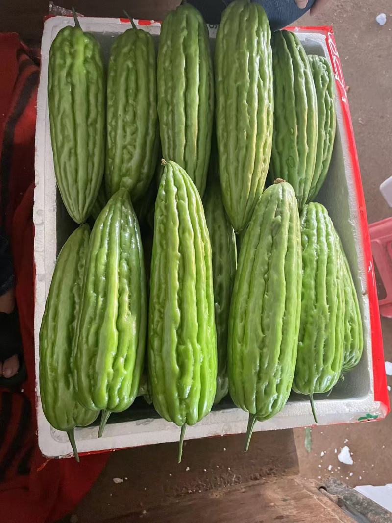 广东湛江苦瓜绿油苦瓜产地直发保质保鲜欢迎来电咨询