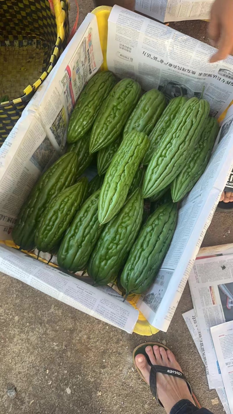 广东湛江苦瓜绿油苦瓜产地直发保质保鲜欢迎来电咨询