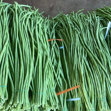 广东青条豆角千亩基地现摘现发品质保证欢迎来电订货