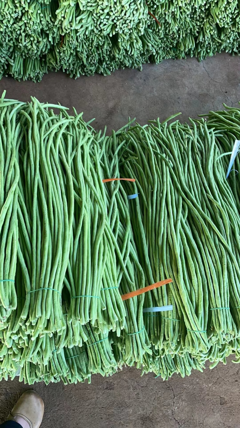 广东青条豆角千亩基地现摘现发品质保证欢迎来电订货