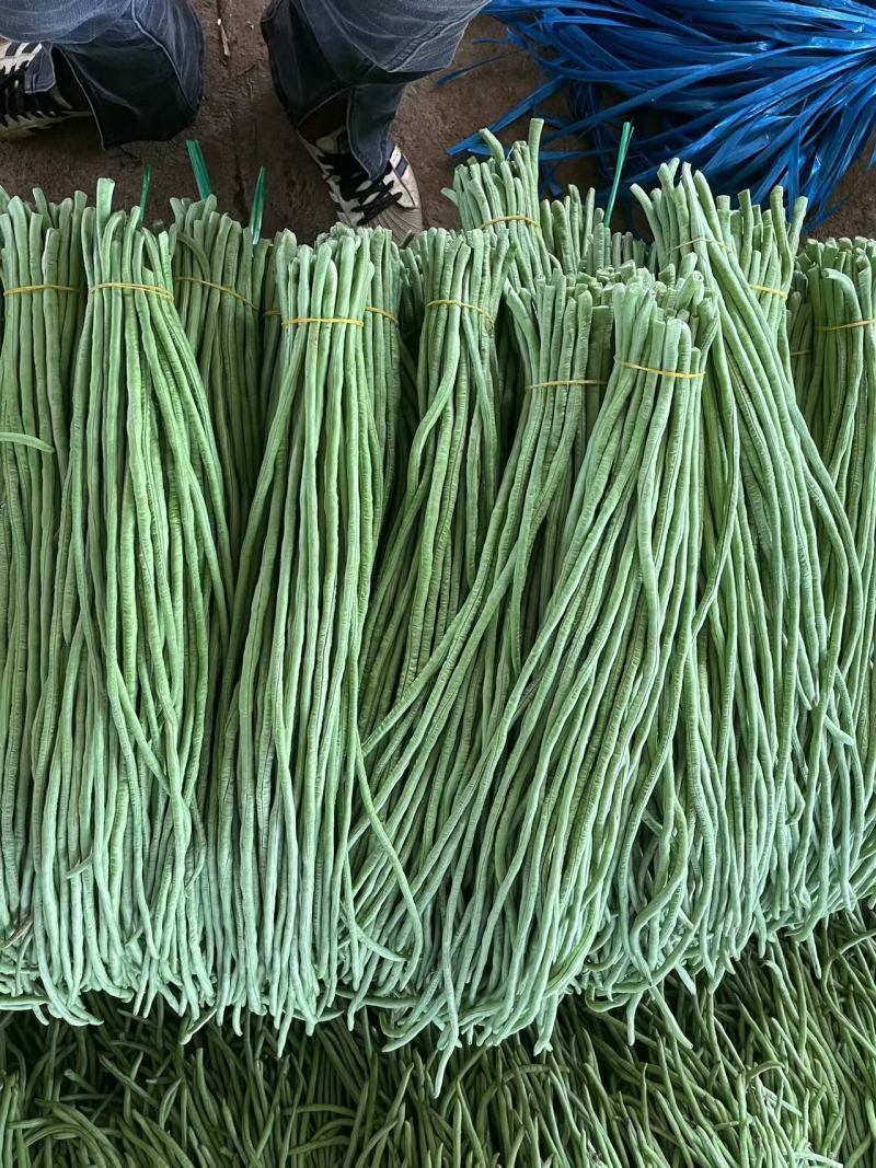 广东青条豆角千亩基地现摘现发品质保证欢迎来电订货