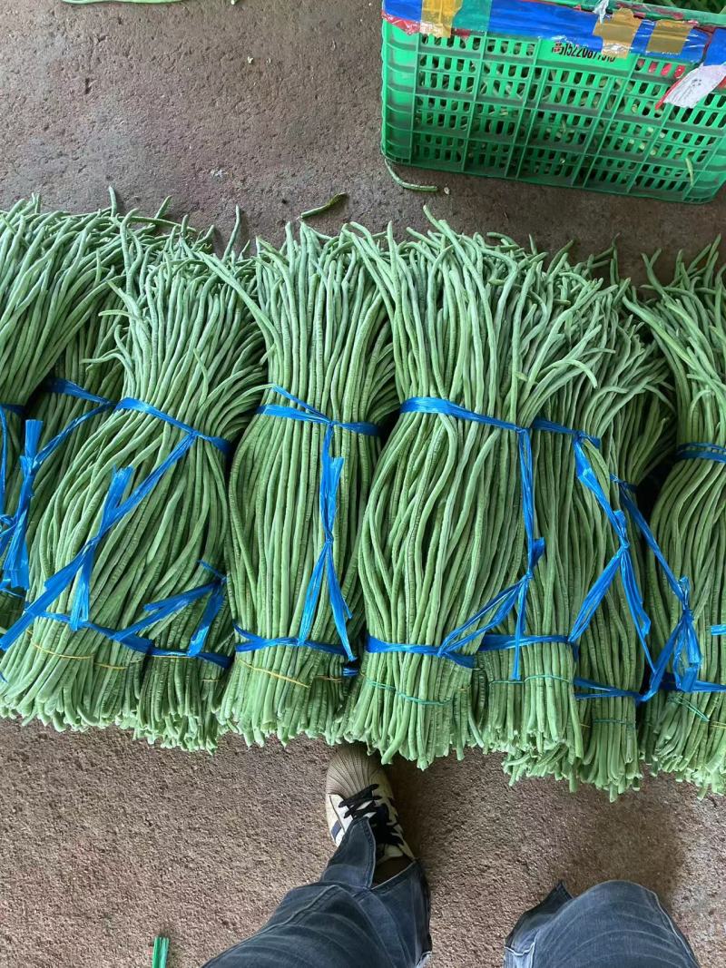 广东青条豆角千亩基地现摘现发品质保证欢迎来电订货