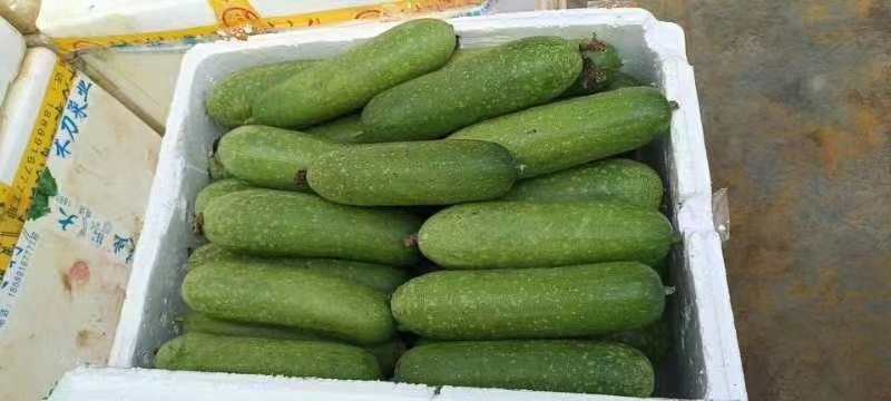 广东毛节瓜毛冬瓜现摘现发品质保证欢迎来电