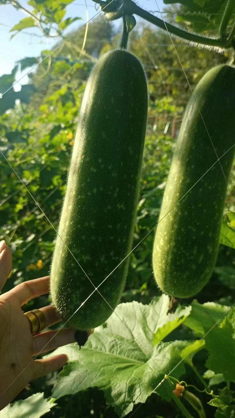 广东毛节瓜毛冬瓜现摘现发品质保证欢迎来电