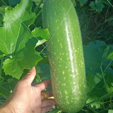 广东毛节瓜毛冬瓜现摘现发品质保证欢迎来电