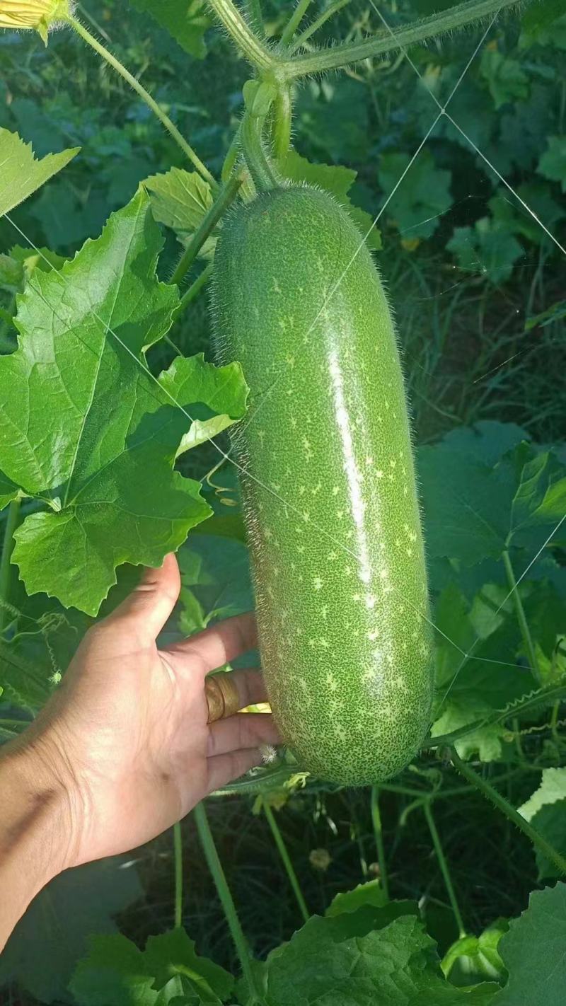 广东毛节瓜毛冬瓜现摘现发品质保证欢迎来电