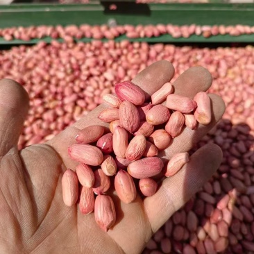 花生米自己种植大小都有颗颗饱满一手货源欢迎咨询