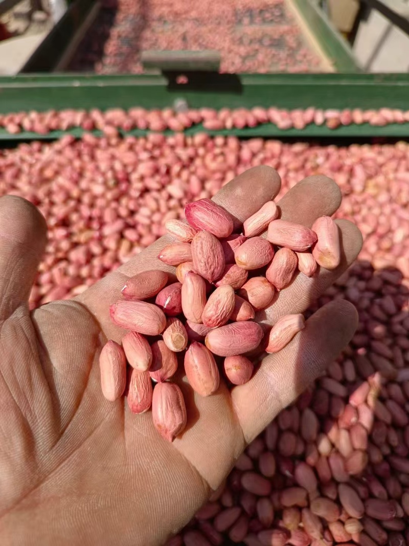 花生米自己种植大小都有颗颗饱满一手货源欢迎咨询