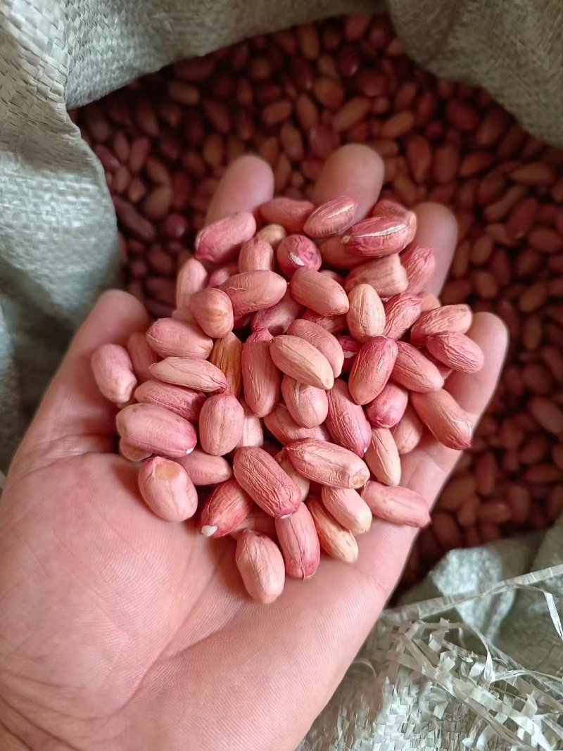 花生米自己种植大小都有颗颗饱满一手货源欢迎咨询