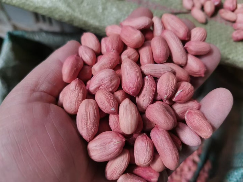 花生米自己种植大小都有颗颗饱满一手货源欢迎咨询
