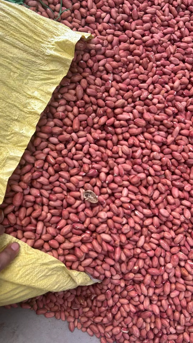 花生米自己种植大小都有颗颗饱满一手货源欢迎咨询