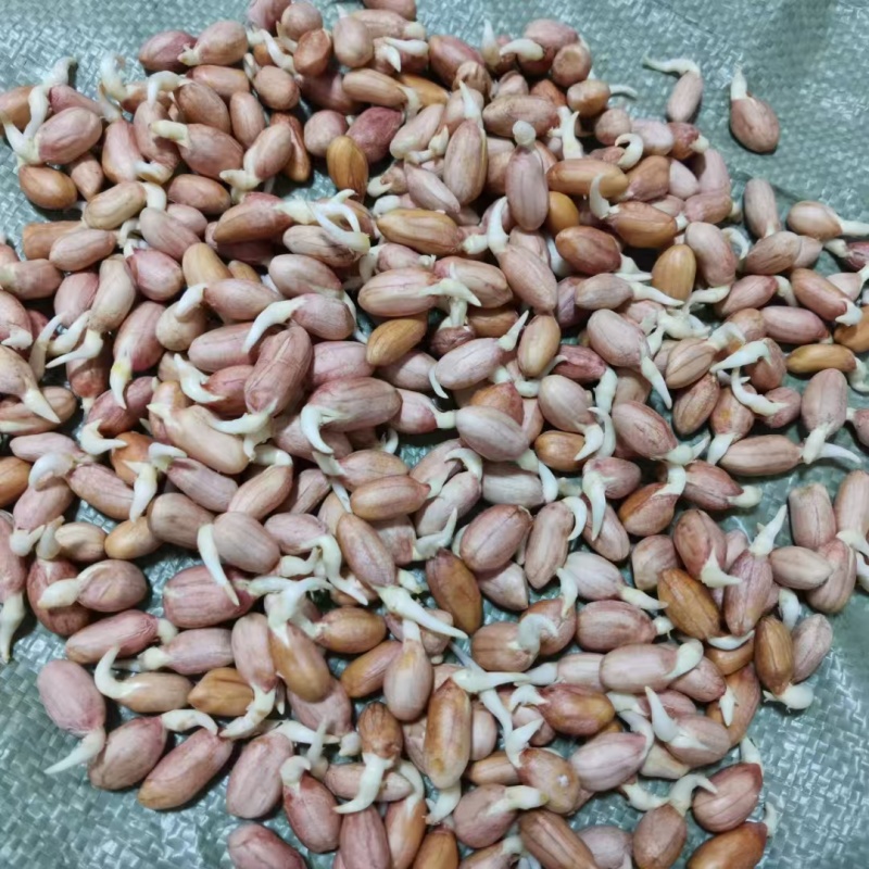 花生米自己种植大小都有颗颗饱满一手货源欢迎咨询