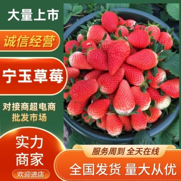 宁玉草莓徐州草莓基地直供对接商超市场社区团购等