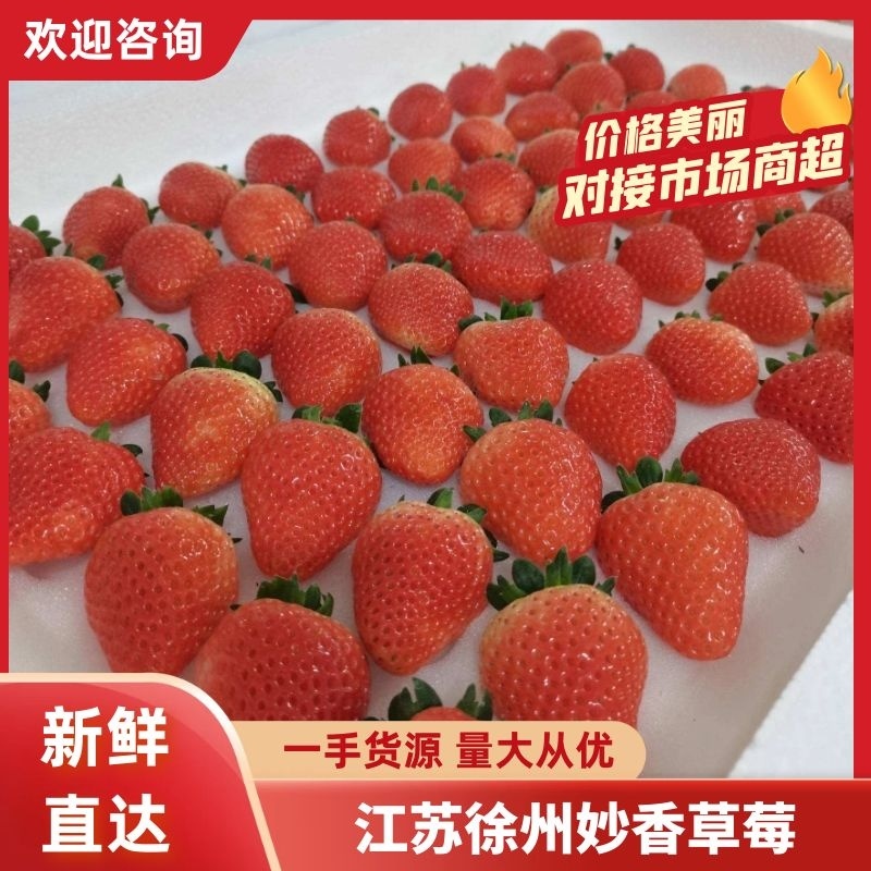 妙香草莓江苏草莓现摘现发品质保障对接微商电商
