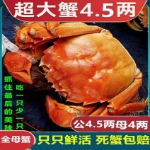 【推荐】江苏兴化大闸蟹肉质鲜嫩对接电商批发商一件代发