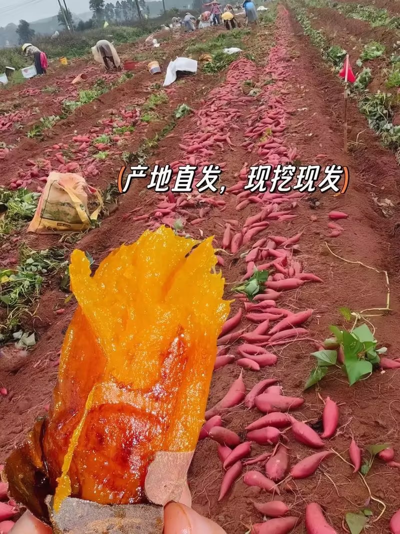 红薯西瓜红万亩产地现挖现发视频看货安徽阜阳