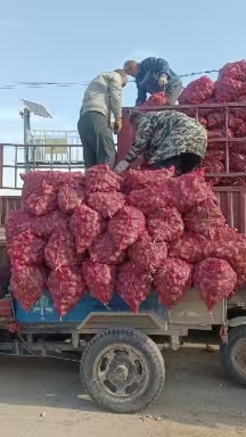 万亩沙地洋姜基地品质菊芋白皮精品洋姜品质好货