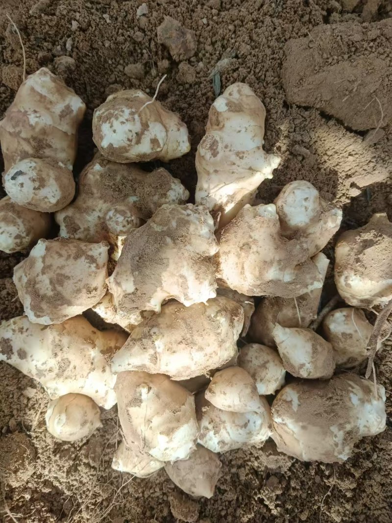万亩沙地洋姜基地品质菊芋白皮精品洋姜品质好货