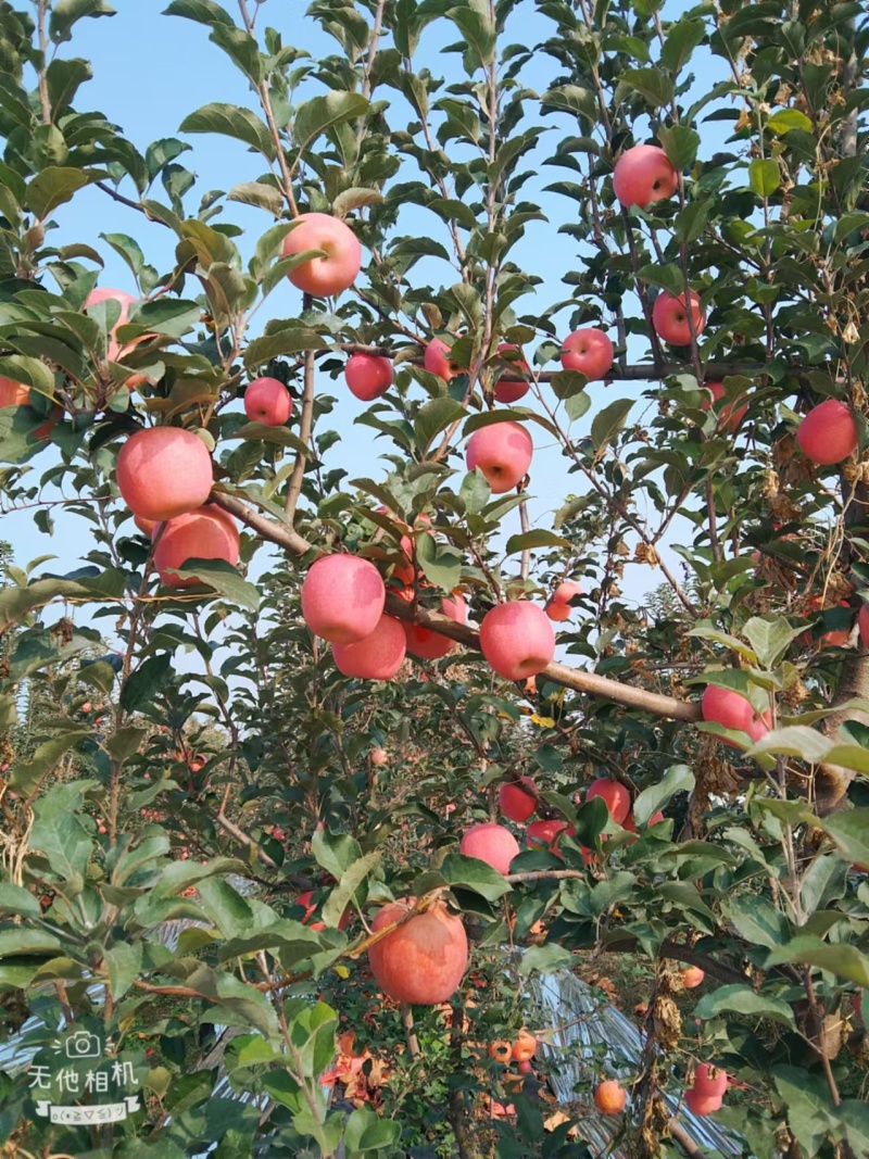 瑞香红苹果质量保证保鲜技术好规格齐全有需要电话联系