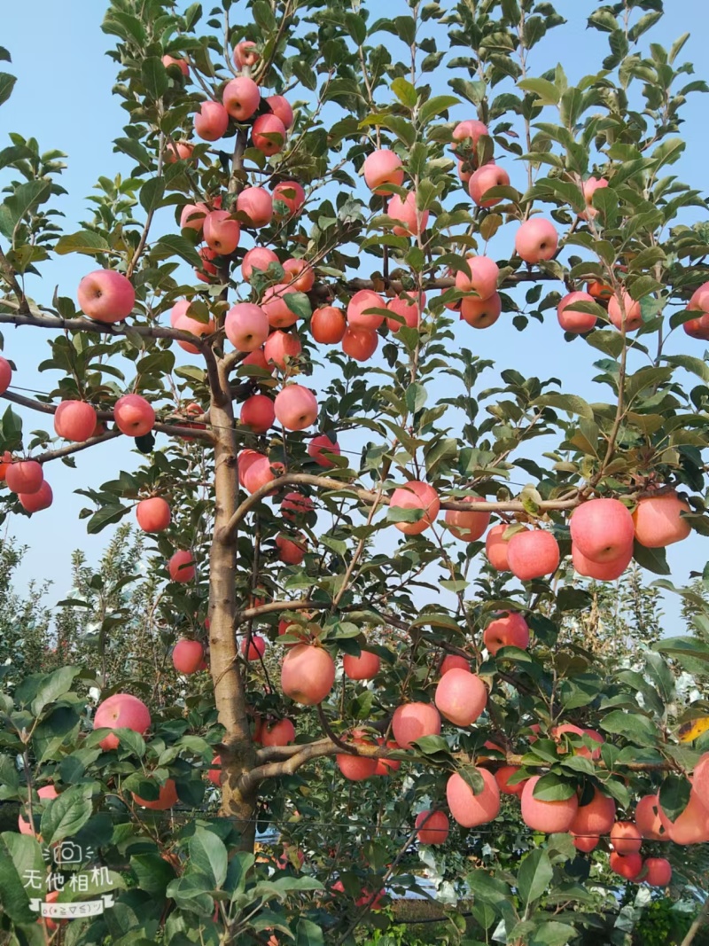瑞香红苹果质量保证保鲜技术好规格齐全有需要电话联系