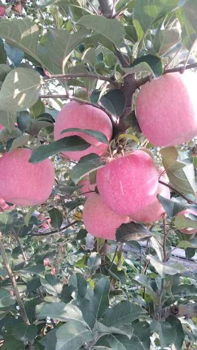 瑞香红苹果质量保证保鲜技术好规格齐全有需要电话联系