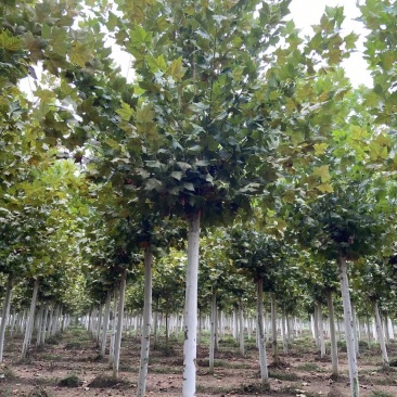 山东种苗种植基地法桐种苗品相好价格实惠存活率高