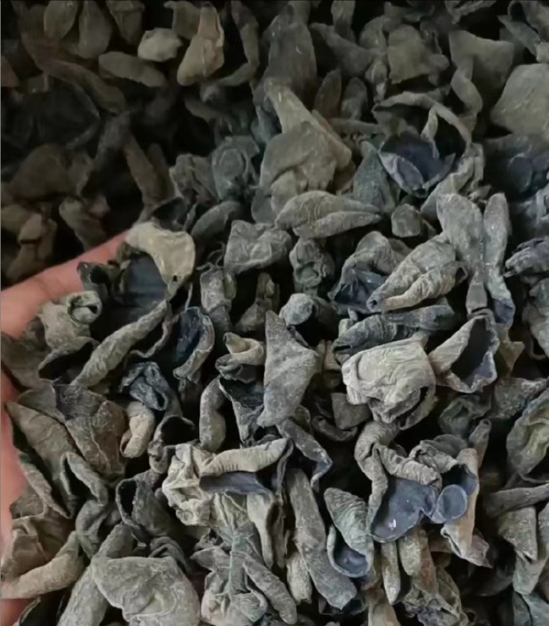 椴木干木耳