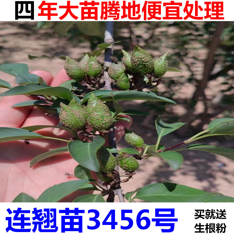 药用大果连翘树苗3号连翘苗5号连翘苗6号连翘苗