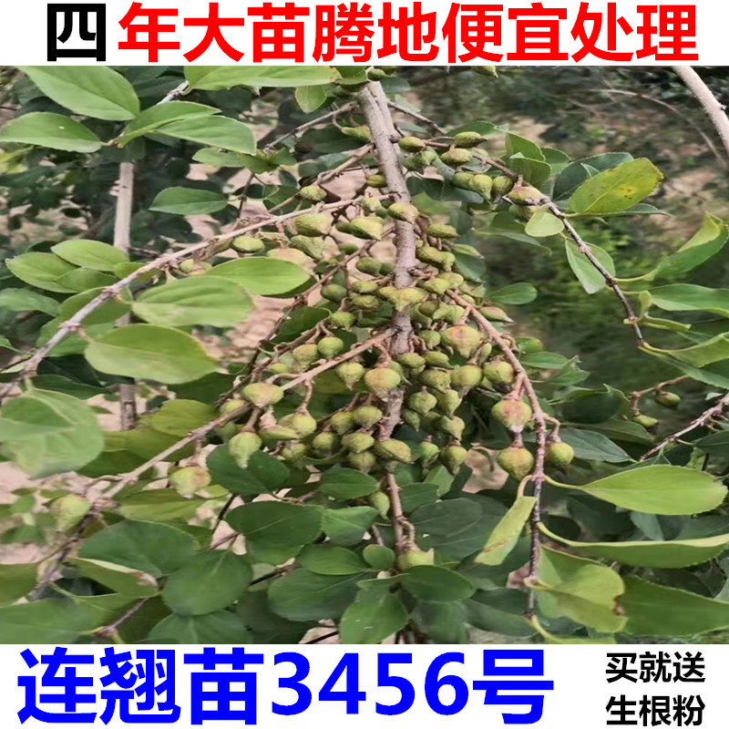 药用大果连翘树苗3号连翘苗5号连翘苗6号连翘苗