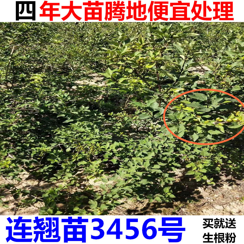 药用大果连翘树苗3号连翘苗5号连翘苗6号连翘苗