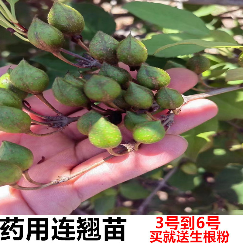 药用大果连翘树苗3号连翘苗5号连翘苗6号连翘苗