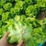 【精选】云南意大利生菜散叶生菜可按需包装11公斤装