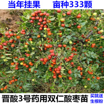 晋酸3号高产药用双仁酸枣苗酸枣树苗红枣树苗山西酸枣苗